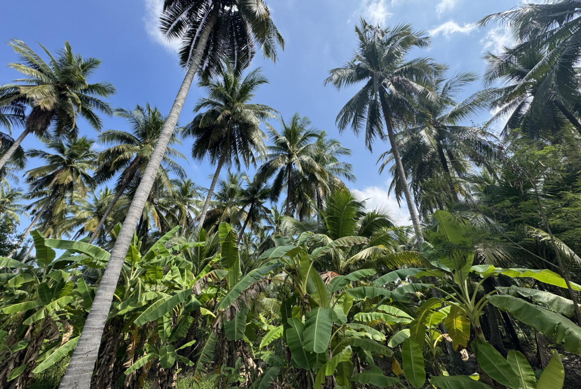 สวนมะพร้าว บางคณฑี