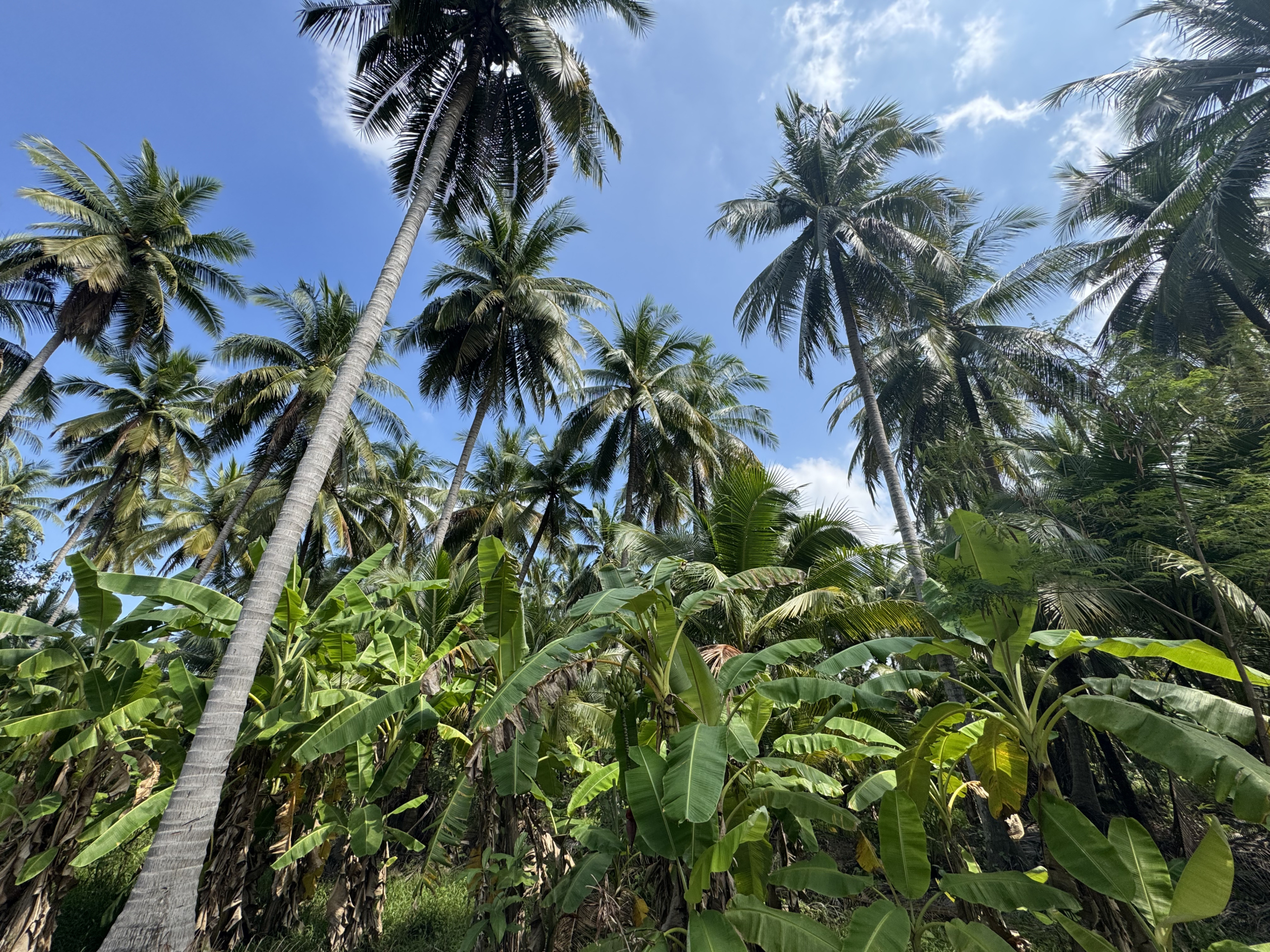 สวนมะพร้าว บางคณฑี